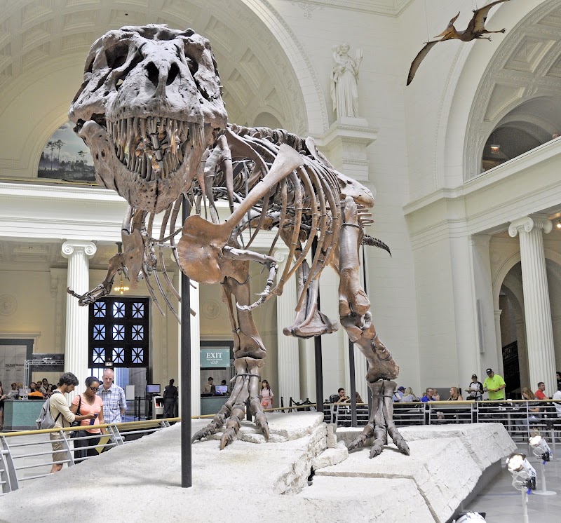 Museum Exploration at Field Museum