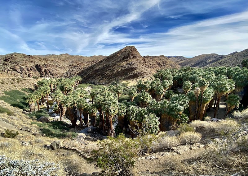 Scenic Hike at Palm Canyon