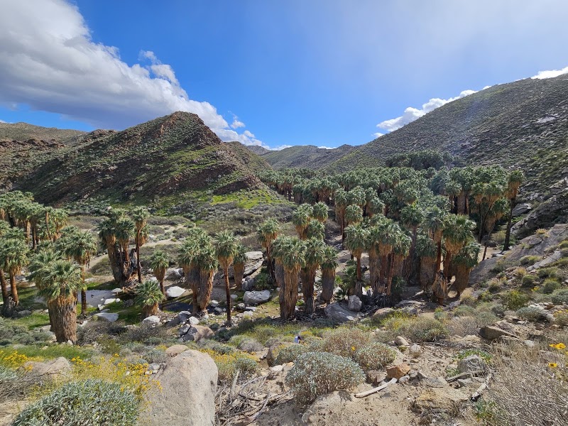 Guided Excursion at Indian Canyons