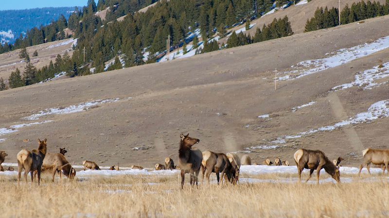 Wildlife Exploration at National Elk Refuge & Greater Yellowstone Visitor Center